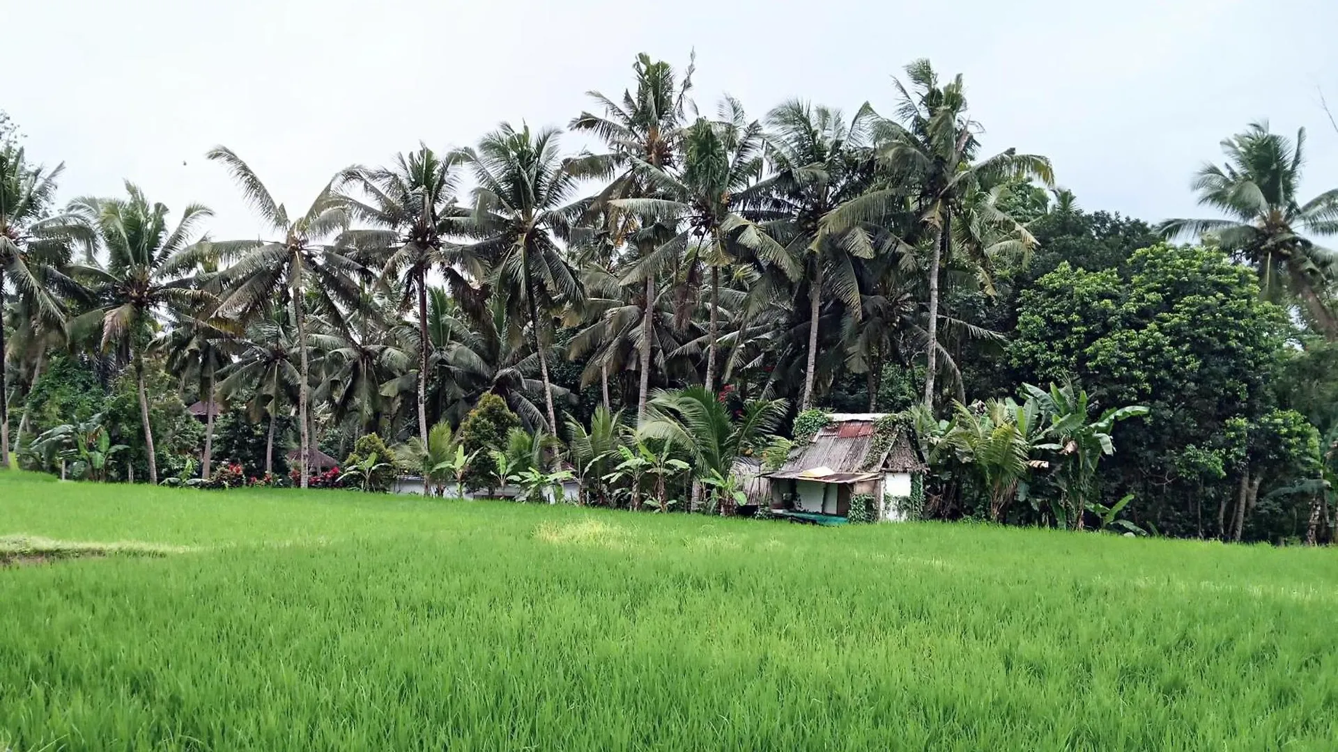 Mandala Blu Wellness Hotel Ubud  Guest house Ubud (Bali)
