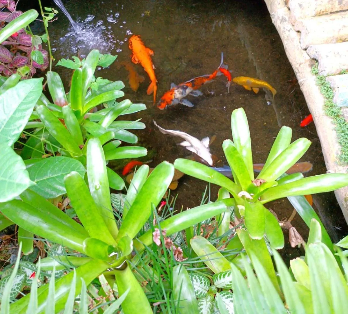 Guest house Mandala Blu Wellness Hotel Ubud  Indonesia