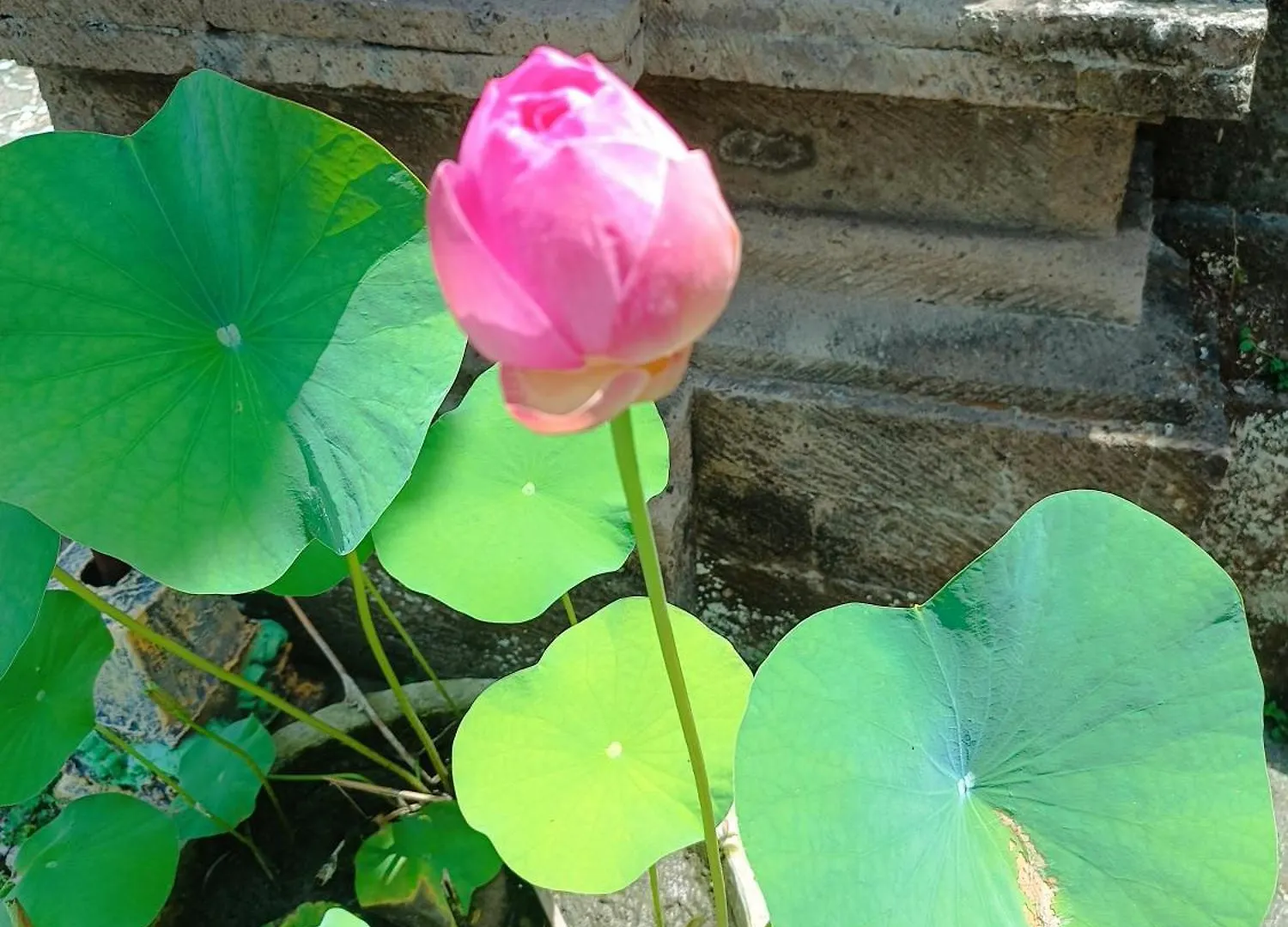 Mandala Blu Wellness Hotel Ubud  Indonesia